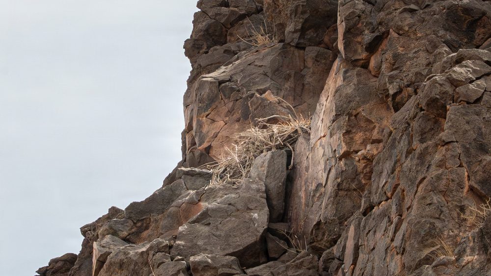 An unoccupied eagle nest remains undisturbed near the WWII ordnance disposal site at Pueblo of Acoma.