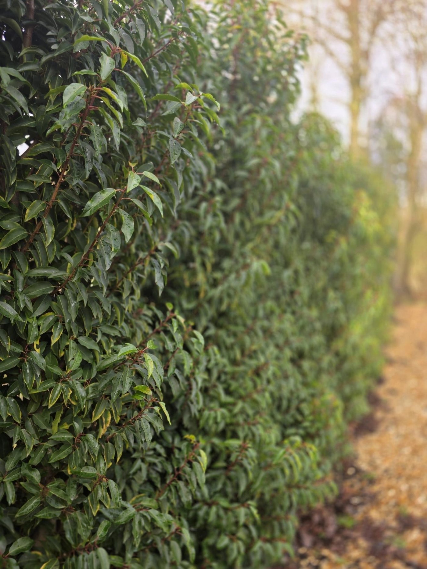 Engineered hedgerow used by Blast EcoShield to illustrate the role of dense vegetation in attenuating blast overpressure.